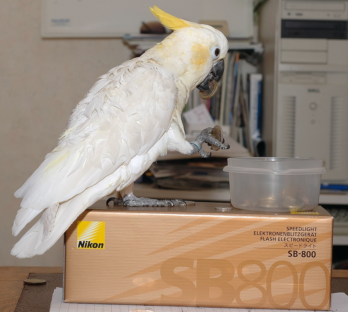 D70; SB800 and lesser sulphur crested cockatoo 