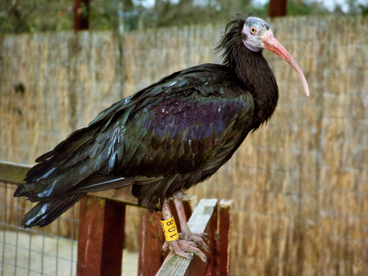 D6 with IBIS? Nikon FX SLR (DF, D1D5, D600D850) Talk Forum Digital