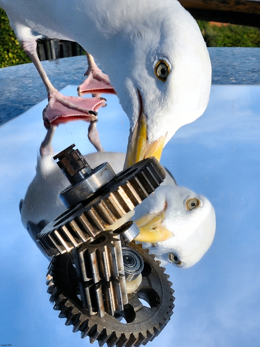 Nik D300; Nik 16-85; subject distance ± 30cm ~ image unachievable with X100F (?)