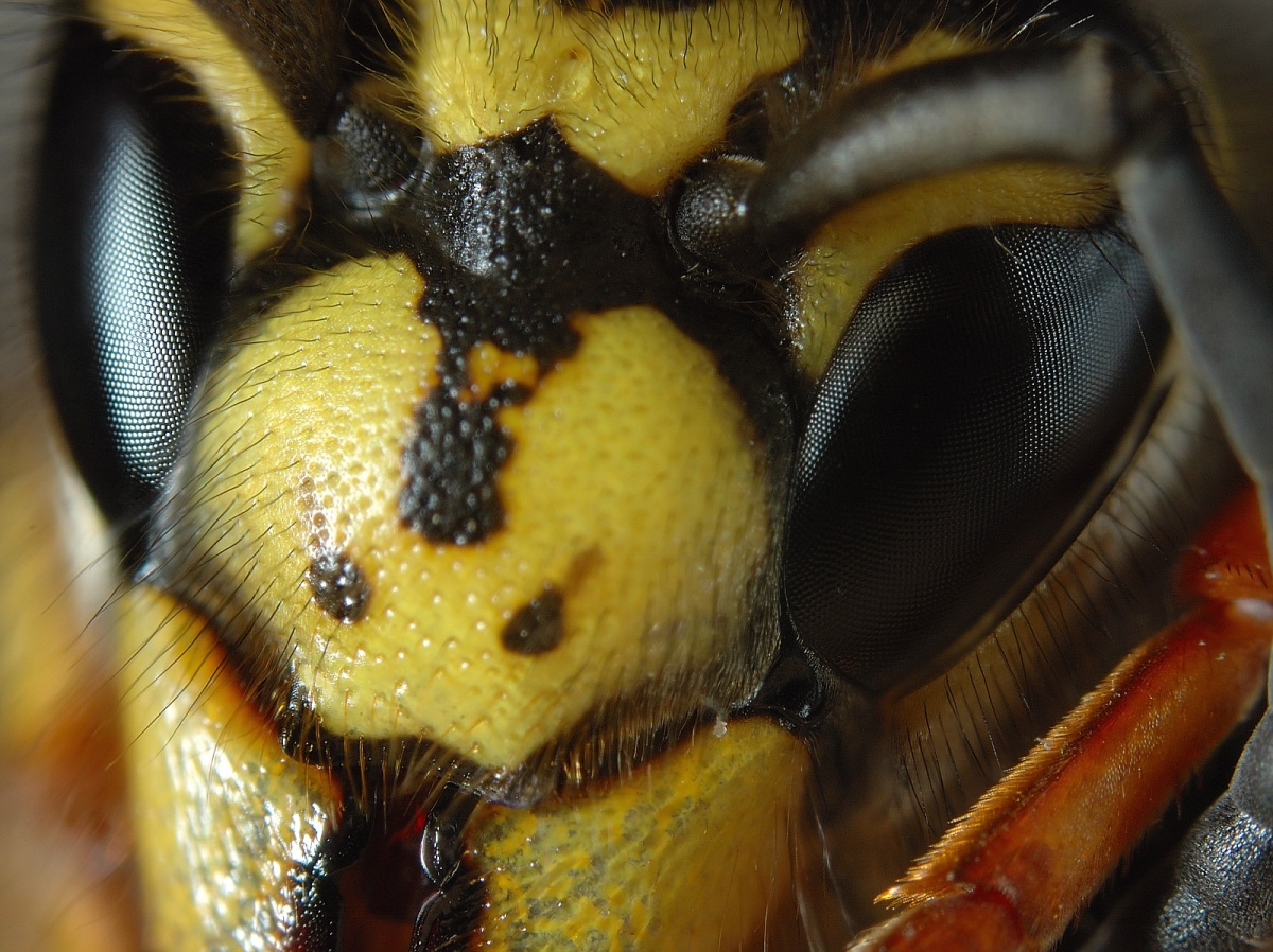 Eyes of a common wasp 